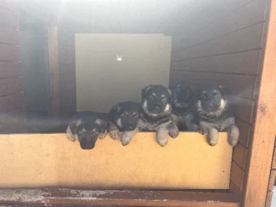 German Shepherd – Castle Hill