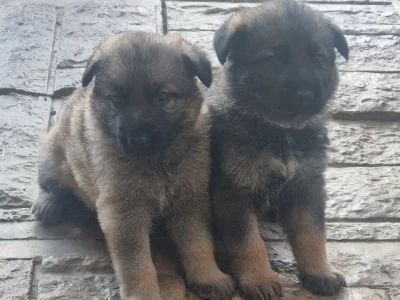 German Shepherd – Minden