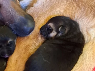 German Shepherd – Murrumbateman