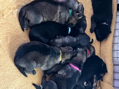 German shepherd puppies