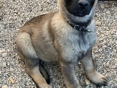 German shepherd puppies for sale