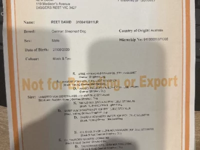 German Shepherd – Sunbury