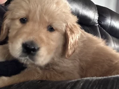 Golden retriever puppies