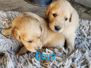 Golden Retriever puppies