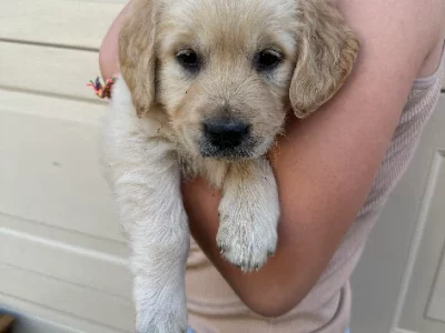 Golden Retriever Puppies PUREBRED