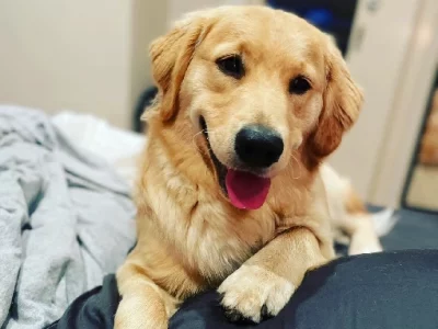 Golden Retriever x Groodle