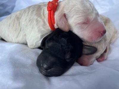 Groodle Puppies born 10/09