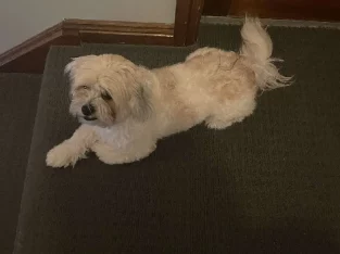 I’m selling my dog