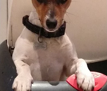 Jack Russell – Hornsby