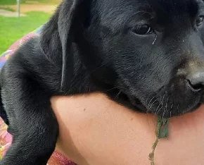 Labrador Puppies