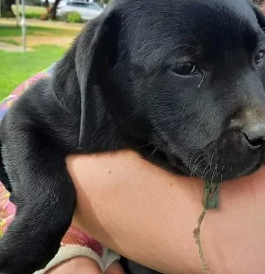 Labrador Puppies