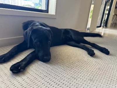 Labrador Retriever – Burpengary East
