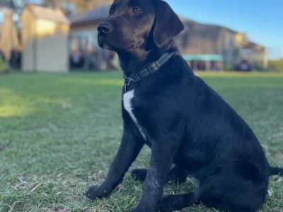 Labrador x Golden Retriever
