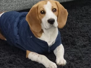 Male tri-colour beagle 9 months old