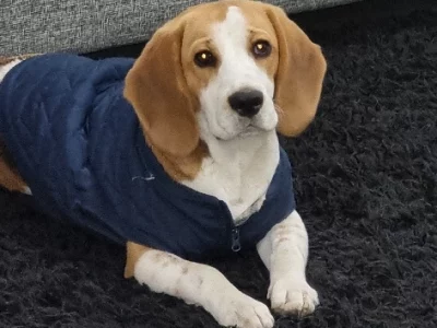 Male tri-colour beagle 9 months old