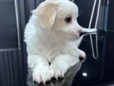 Maltese Chihuahua puppies for sale
