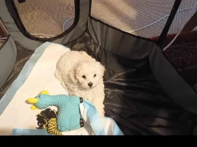 Maltese/poodle