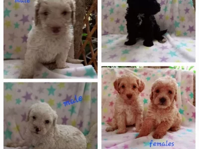 MINI MOODLE PUPPIES – DNA Cleared