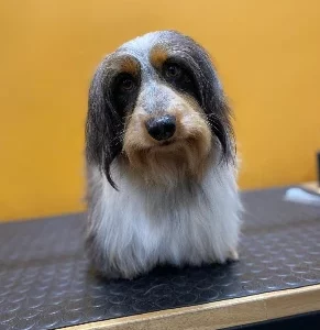 Miniature Dachshund Silky wire hair male