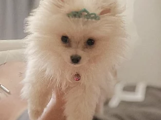 Miniature Pomeranian