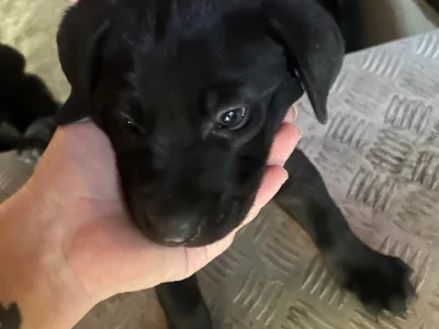 Neapolitan Mastiff x German Shepherd puppies