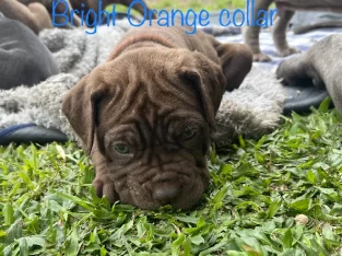 Neo mastiff puppies