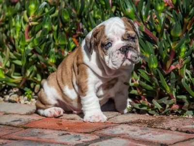 Pedigree British Bulldog puppies USA & NZ Champion bloodlines