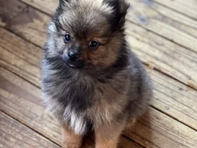 Pomeranian – Cabramatta