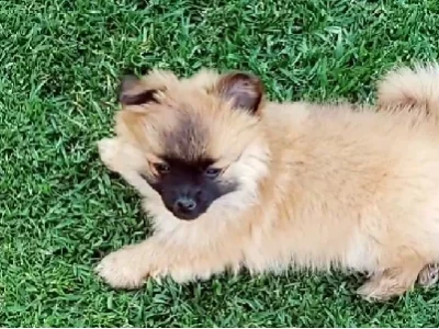Pomeranian / pomchi