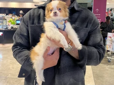 Pomeranian x Japanese chin