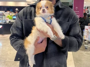 Pomeranian x Japanese chin