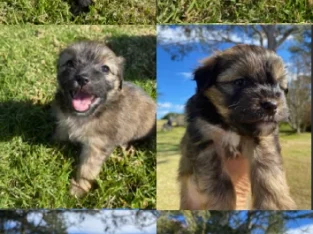 Pomperanian / Maltese Cross Fox Terrier