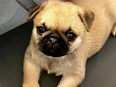 Pug – Albany Creek