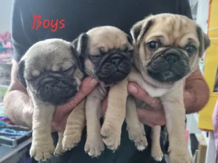 Pug puppies