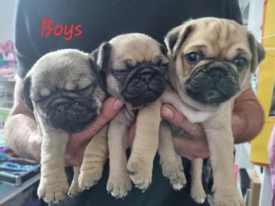 Pug puppies