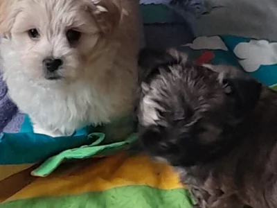 Maltese – Elizabeth Downs