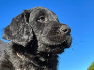 Puppies -Golden Retriever x GSP