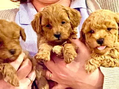 Puppies ready to find their forever home