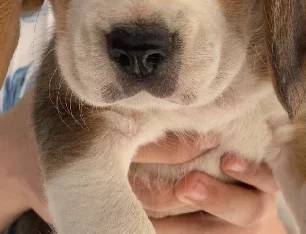Pure beagle babies ready July 10