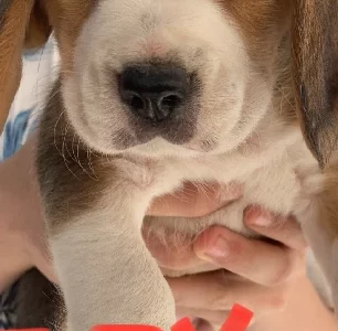 Pure beagle babies ready July 10