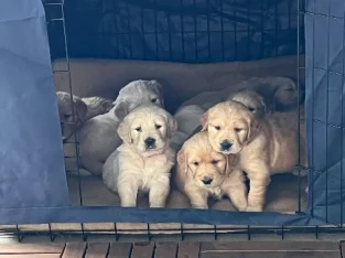 Pure bred Golden Retriever puppies