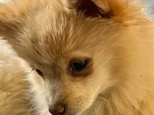 Pure breed pomeranin pupps