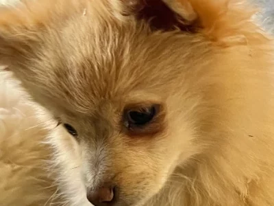 Pure breed pomeranin pupps