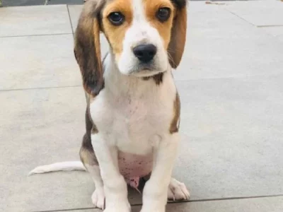 PUREBRED BEAGLE PUPPIE AVAILABLE