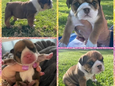 Purebred British Bulldogs