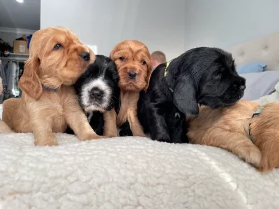 Purebred Cocker Spaniels