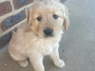 Purebred Golden Retriever puppies