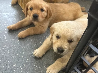 Purebred Golden Retriever Puppies