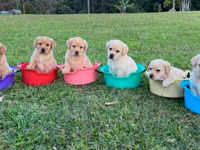 PUREBRED YELLOW LABRADOR PUPPIES FOR SALE