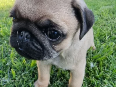 Quality Pure-bred Pug Puppies